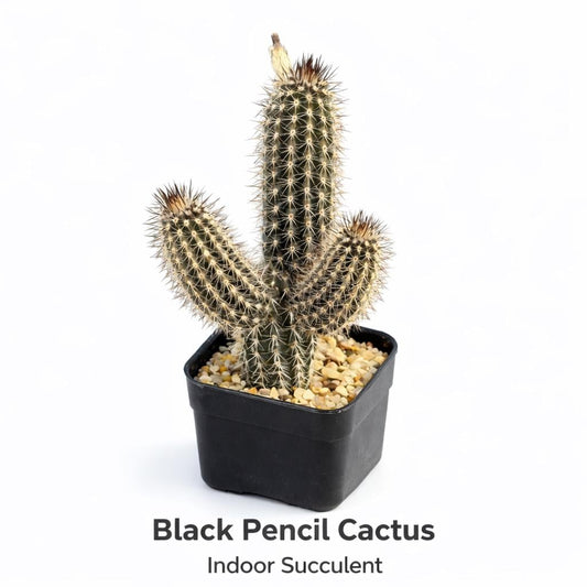 Main product photo of Black Pencil Cactus Indoor Succulent, Easy Care Flowering Cactus, Mini Desk Plant, Unique Houseplant Gift, showing the primary view of the listing