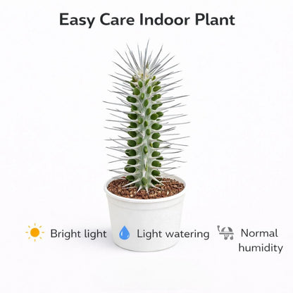 Side view — Tall Succulent Plant | Cacti Nest