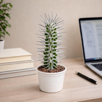 Alternate angle — Tall Succulent Plant | Cacti Nest