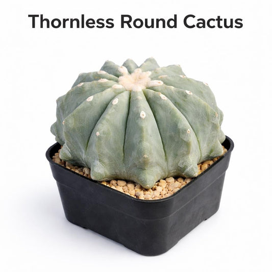 Main product photo of Thornless Round Cactus Indoor Plant, Easy Care Succulent, Unique Desk Decor, Low Maintenance Houseplant, Modern Gift Idea, showing the primary view of the listing