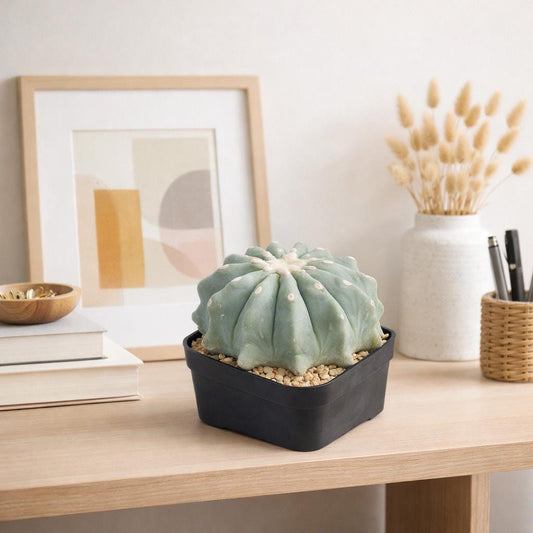 Alternate Angle of Thornless Round Cactus Indoor Plant, Easy Care Succulent, Unique Desk Decor, Low Maintenance Houseplant, Modern Gift Idea, highlighting its cactus look and listing presentation
