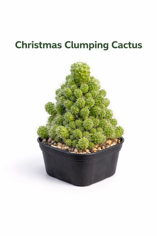 Main product photo of Christmas Style Clumping Cactus, Mini Red Needle Succulent Plant, Easy Care Indoor Desert Plant, Unique Holiday Decor, showing the primary view of the listing