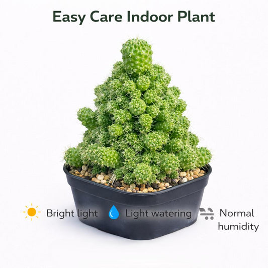 Alternate Angle of Christmas Style Clumping Cactus, Mini Red Needle Succulent Plant, Easy Care Indoor Desert Plant, Unique Holiday Decor, highlighting its cactus look and listing presentation