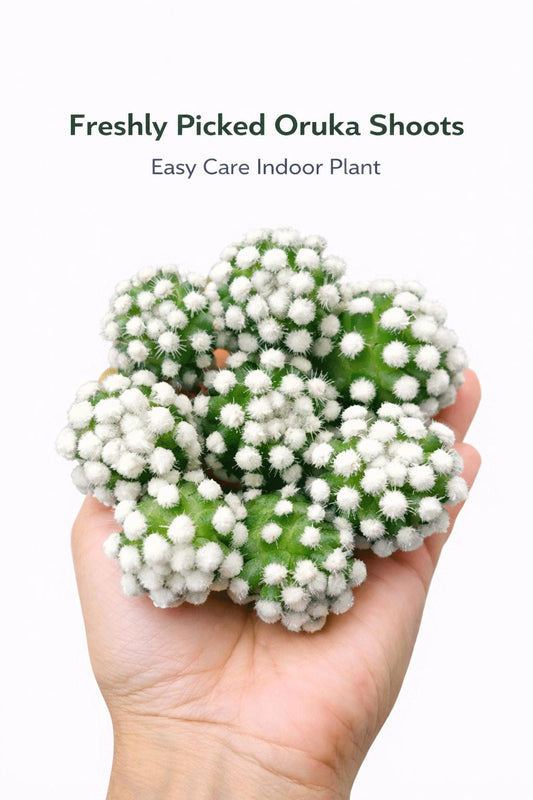 Main product photo of Arizona Snowcap Cactus, Mini White Polka Dot Succulent, Easy Care Indoor Desert Plant, Cute Small Houseplant Gift, showing the primary view of the listing