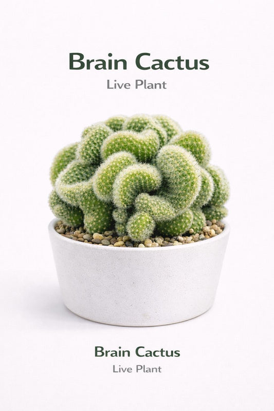 Main product photo of Brain Cactus Live Plant, Crested Indoor Succulent, Unique Spiral Desert Plant, Easy Care Houseplant Gift, showing the primary view of the listing