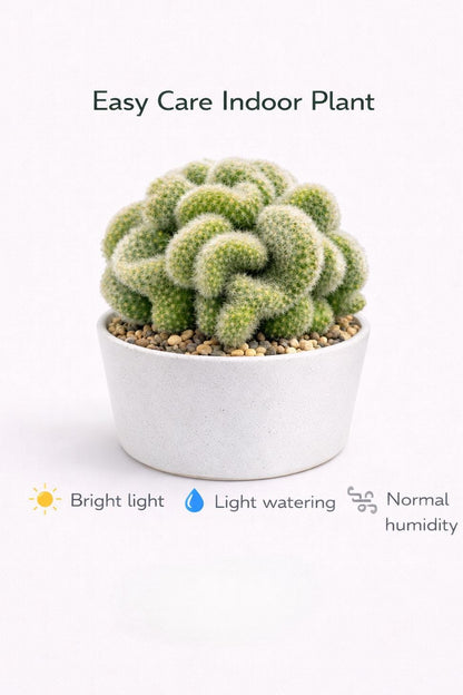 Close-up detail — Brain Cactus Live Plant | Cacti Nest
