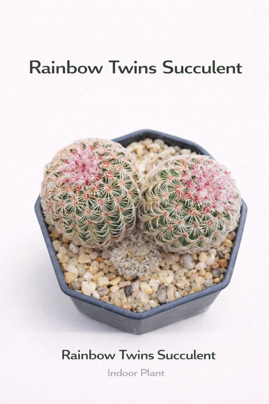 Main product photo of Rainbow Twins Succulent Plant, Colorful Mini Indoor Cactus, Easy Care Houseplant Gift, Unique Desk Décor, showing the primary view of the listing