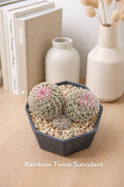 Side view — Rainbow Succulent Live Baby Plants | Cacti Nest