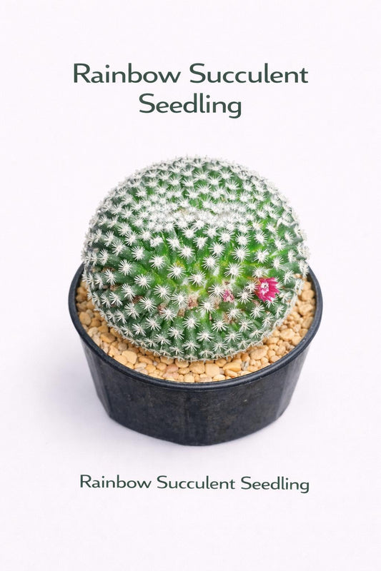Main product photo of Red Thorn Cactus Live Plant, Unique Indoor Succulent, Easy Care Desert Houseplant, Small Potted Cactus Gift, showing the primary view of the listing