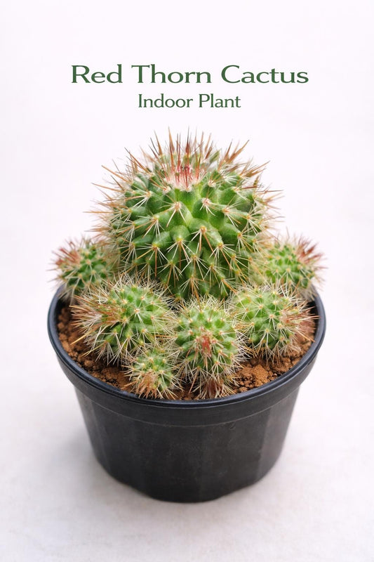 Main product photo of Red Thorn Cactus Live Plant, Unique Indoor Succulent, Easy Care Desert Houseplant, Small Potted Cactus Gift, showing the primary view of the listing