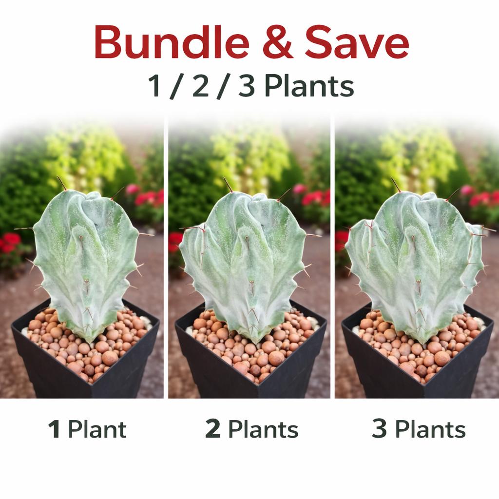 Side view — Red Thorn Cactus Live Plant | Cacti Nest