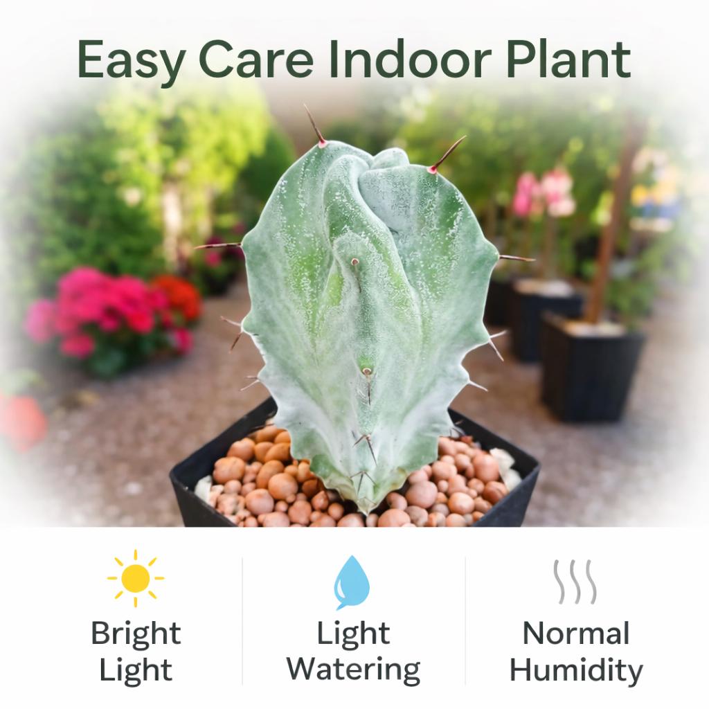 Alternate angle — Red Thorn Cactus Live Plant | Cacti Nest