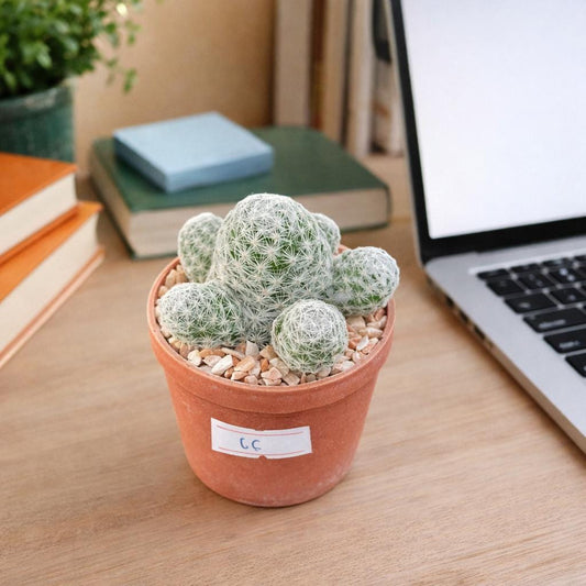 Alternate Angle of Golf Ball Cactus, Small Potted Indoor Succulent, Easy Care Mini Desert Plant, Cute Office Desk Decor Gift, highlighting its cactus look and listing presentation