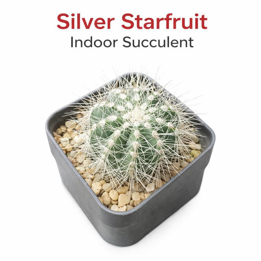 Main product photo of Silver Starfruit Succulent, Easy Care Indoor Cactus Plant, Unique Spiky Houseplant Gift, showing the primary view of the listing
