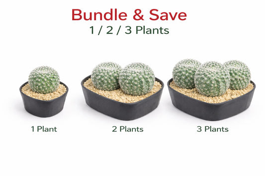 Alternate Angle of Silver Starfruit Succulent, Easy Care Indoor Cactus Plant, Unique Spiky Houseplant Gift, highlighting its cactus look and listing presentation
