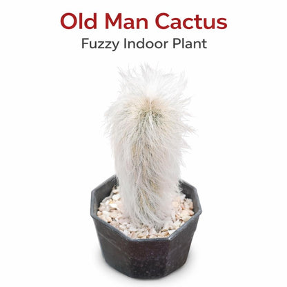 Main product photo of Old Man Cactus Live Plant, Fuzzy White Indoor Succulent, Unique Desert Houseplant, Easy Care Potted Cactus Gift, showing the primary view of the listing