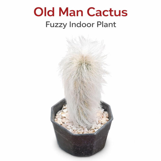 Main product photo of Old Man Cactus Live Plant, Fuzzy White Indoor Succulent, Unique Desert Houseplant, Easy Care Potted Cactus Gift, showing the primary view of the listing