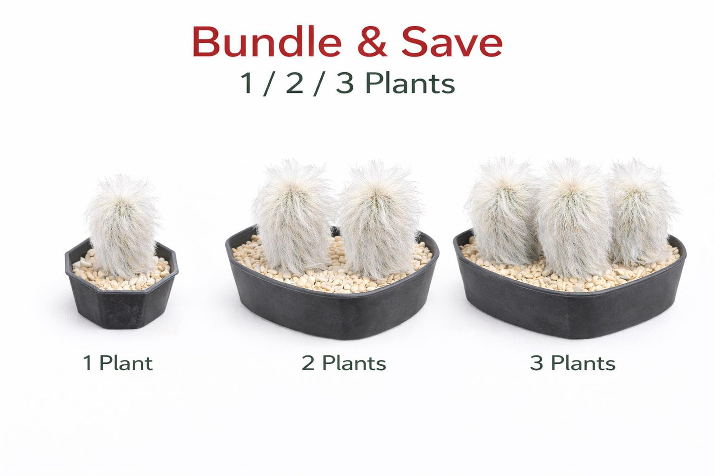 Alternate angle — Old Man Cactus Live Plant | Cacti Nest