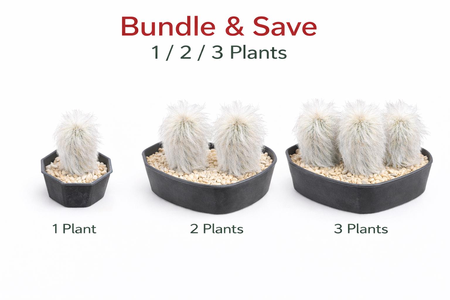 Alternate angle — Old Man Cactus Live Plant | Cacti Nest