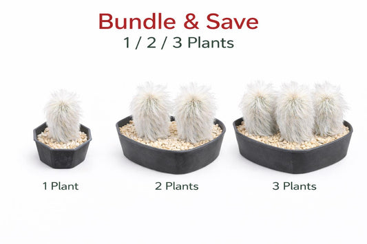 Alternate Angle of Old Man Cactus Live Plant, Fuzzy White Indoor Succulent, Unique Desert Houseplant, Easy Care Potted Cactus Gift, highlighting its cactus look and listing presentation