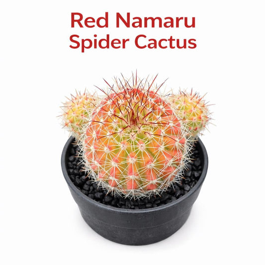 Main product photo of Red Namaru Spider Cactus Indoor Plant, Colorful Mini Succulent, Easy Care Desk Plant, Small Potted Cactus Gift, Modern Home Decor, showing the primary view of the listing
