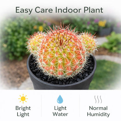 Side view — Red Namaru Spider Cactus Indoor Plant | Cacti Nest