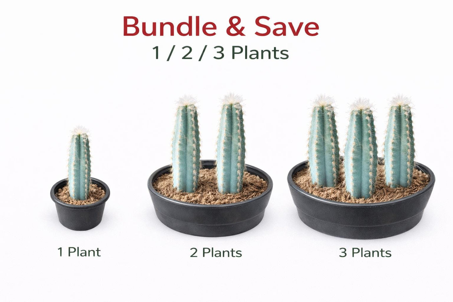 Alternate Angle of Blue Column Cactus Indoor Plant, Tall Column Succulent, Easy Care Desk Plant, Modern Home Decor Cactus, Small Potted Succulent Gift, highlighting its cactus look and listing presentation