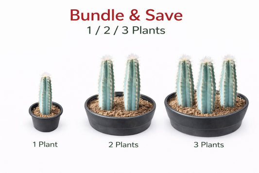 Alternate Angle of Blue Column Cactus Indoor Plant, Tall Column Succulent, Easy Care Desk Plant, Modern Home Decor Cactus, Small Potted Succulent Gift, highlighting its cactus look and listing presentation