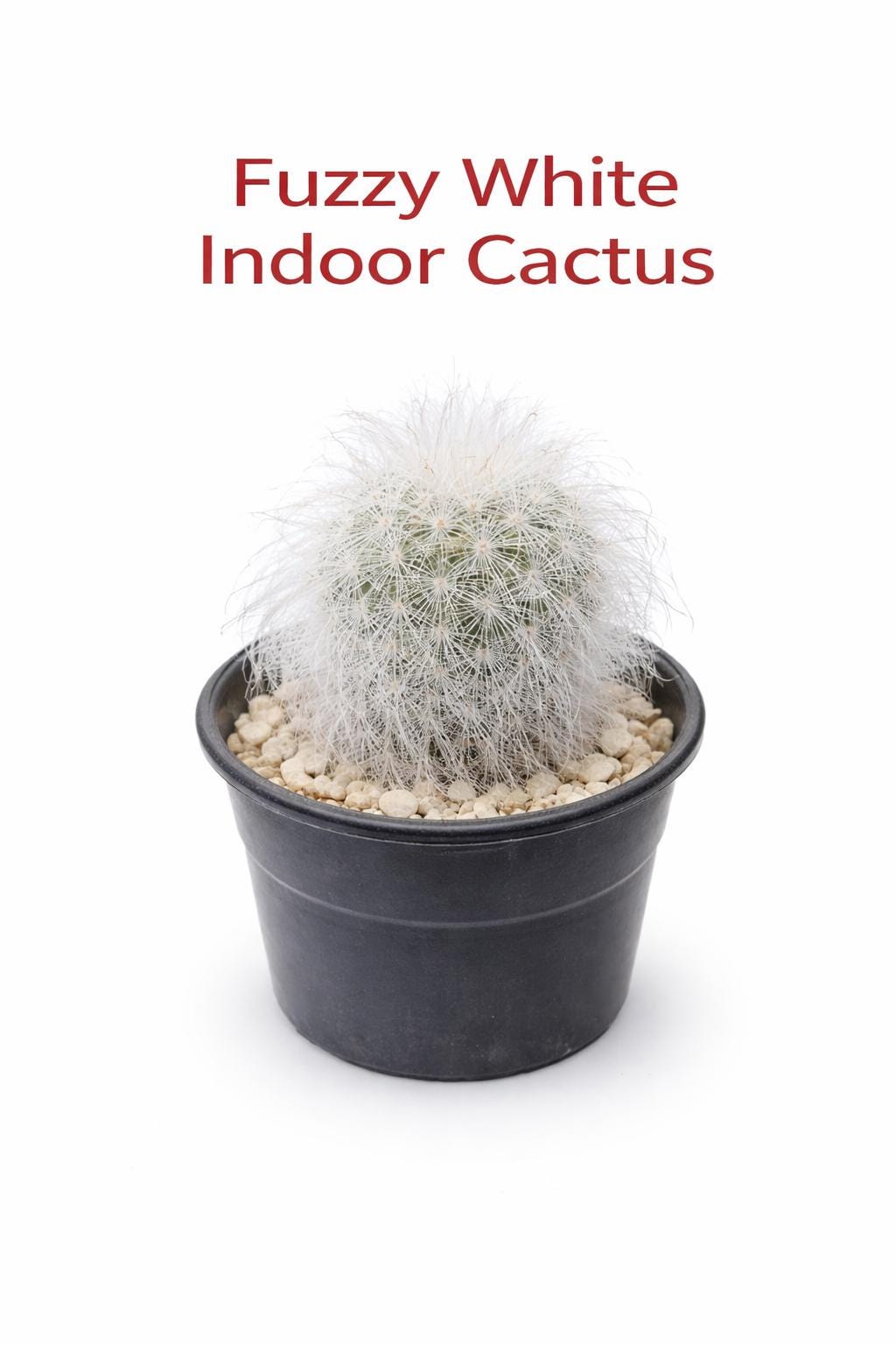 Main product photo of Peruvian Old Lady Cactus, Fuzzy White Indoor Succulent, Easy Care Desert Plant, Unique Houseplant Gift, Small Potted Cactus Decor, showing the primary view of the listing