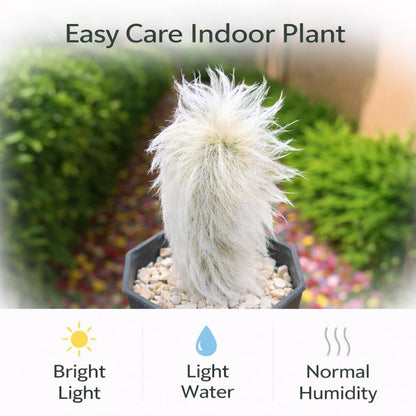 Side View of Peruvian Old Lady Cactus, Fuzzy White Indoor Succulent, Easy Care Desert Plant, Unique Houseplant Gift, Small Potted Cactus Decor, highlighting its cactus look and listing presentation
