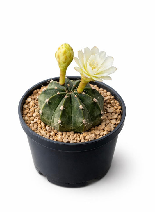 Main product photo of Colorful Grafted Cactus Indoor Plant, Bright Desk Succulent, Easy Care Houseplant Gift, Small Potted Cactus Home Office Decor, showing the primary view of the listing