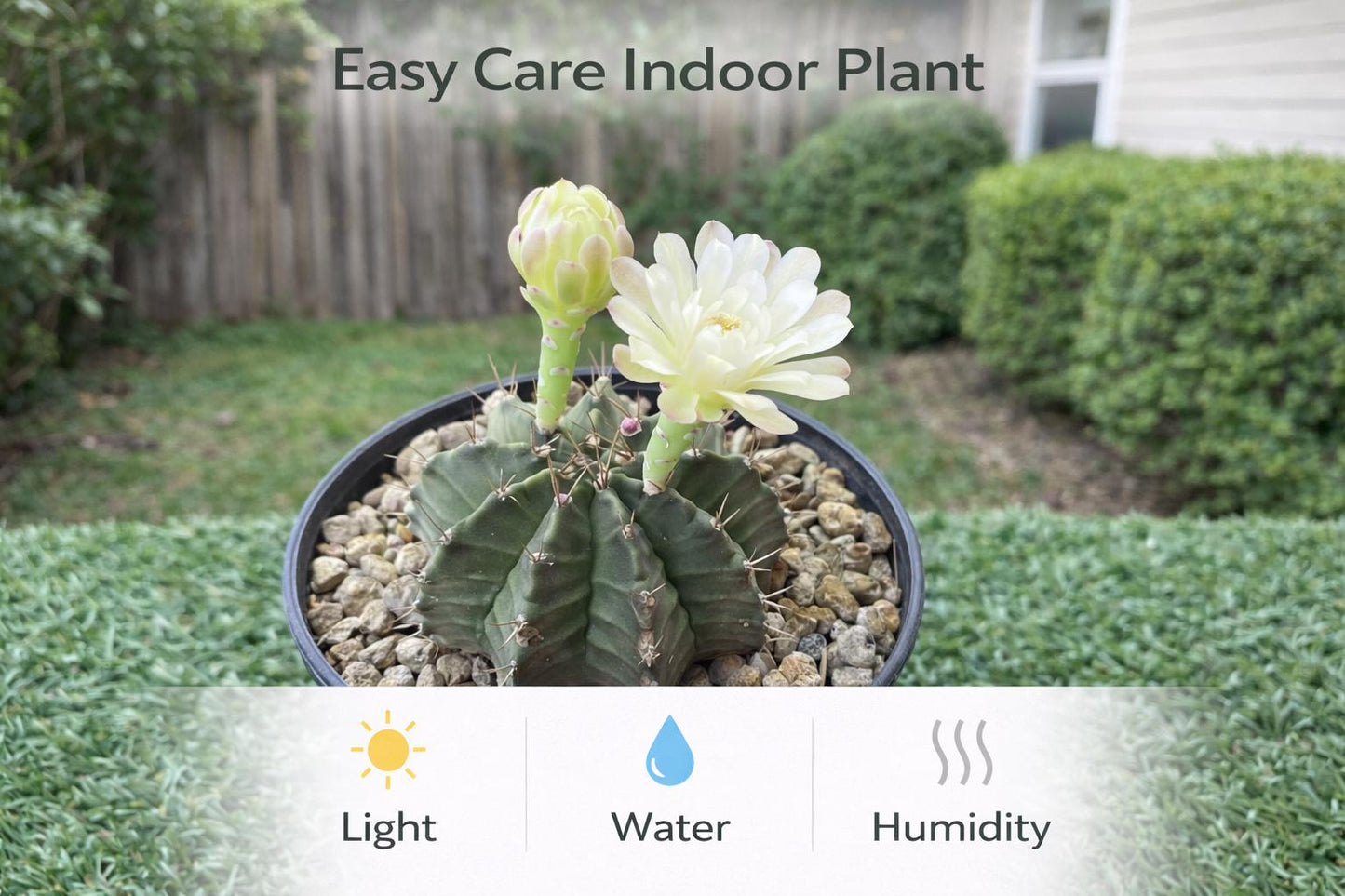 Side view — Colorful Grafted Cactus Indoor Plant | Cacti Nest