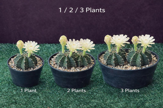 Alternate Angle of Colorful Grafted Cactus Indoor Plant, Bright Desk Succulent, Easy Care Houseplant Gift, Small Potted Cactus Home Office Decor, highlighting its cactus look and listing presentation