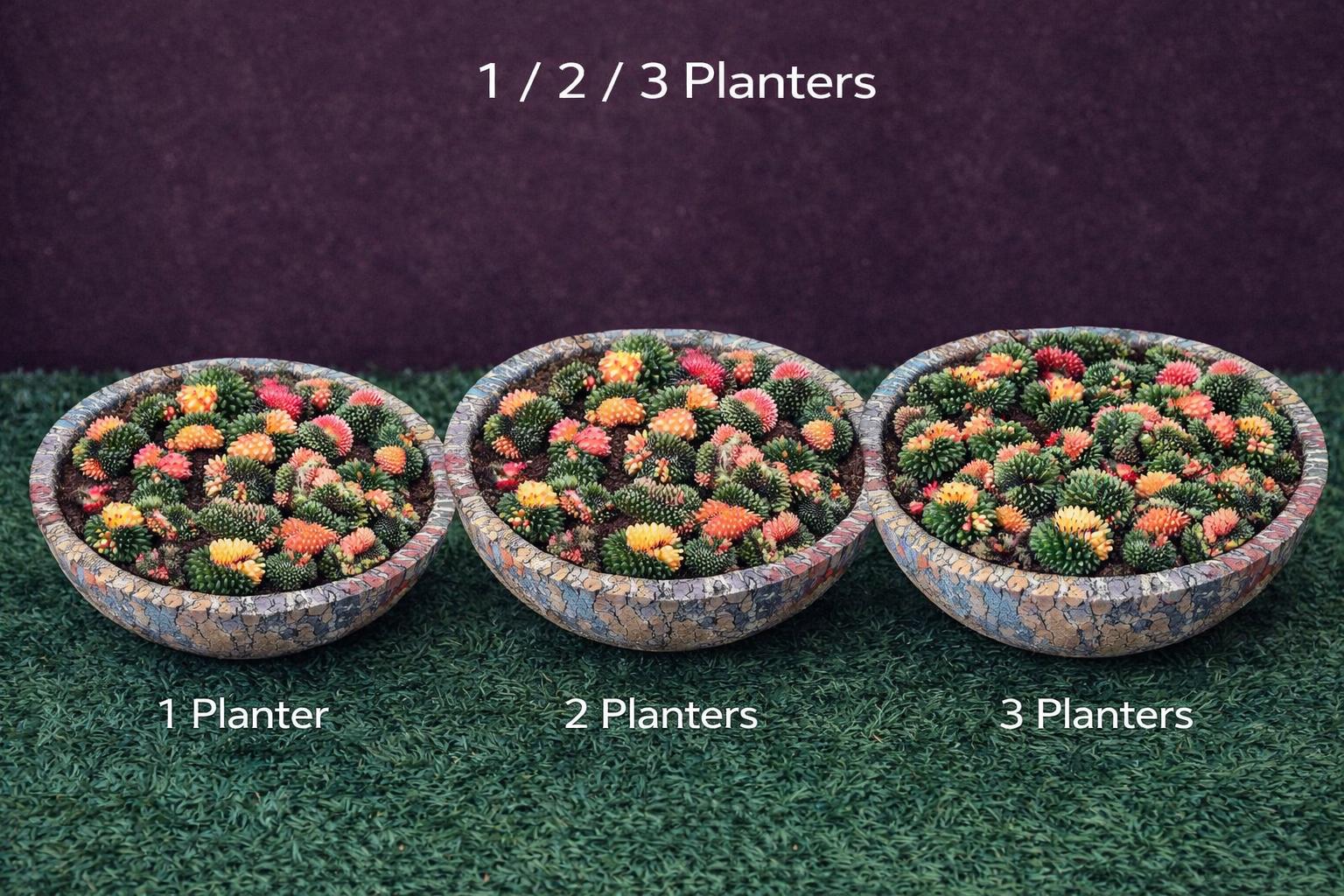 Overhead view — Variegated Cactus Plants | Cacti Nest