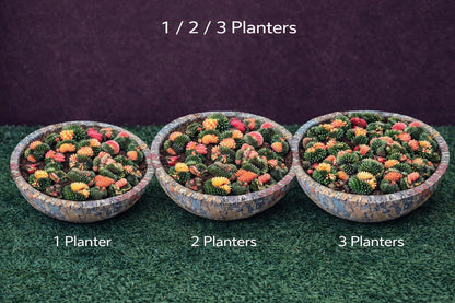 Overhead view — Variegated Cactus Plants | Cacti Nest