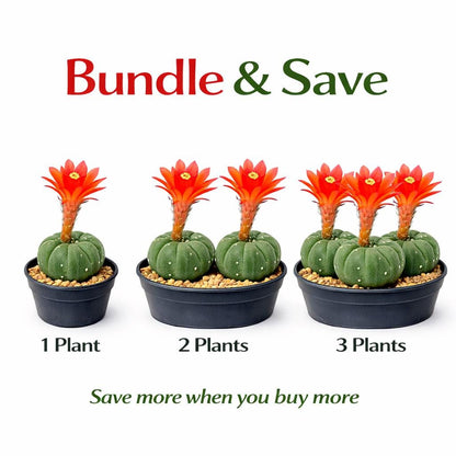Alternate Angle of Matucana Cactus Indoor Plant, Colorful Flowering Succulent, Easy Care Desert Houseplant, Small Potted Cactus Gift, Desk Decor, highlighting its cactus look and listing presentation