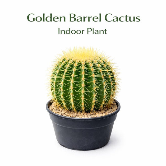 Main product photo of Golden Barrel Cactus Indoor Plant, Round Desert Succulent, Easy Care Houseplant, Small Potted Cactus Gift, Modern Home Decor, showing the primary view of the listing