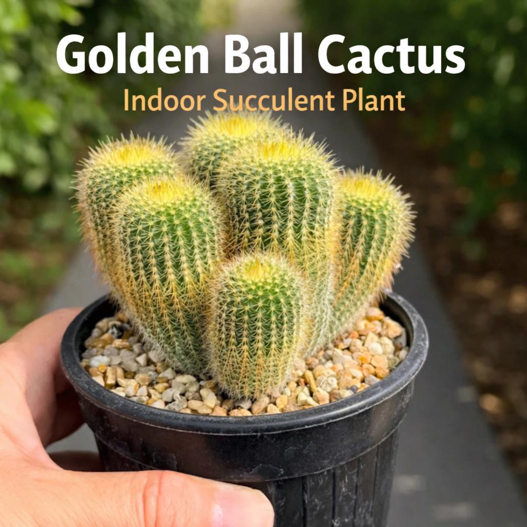 Main product photo of Golden Ball Cactus Indoor Plant, Mini Desert Succulent, Easy Care Houseplant, Small Potted Cactus, Desk Decor, Plant Lover Gift, showing the primary view of the listing