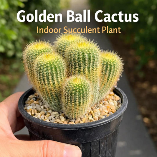 Main product photo of Golden Ball Cactus Indoor Plant, Mini Desert Succulent, Easy Care Houseplant, Small Potted Cactus, Desk Decor, Plant Lover Gift, showing the primary view of the listing
