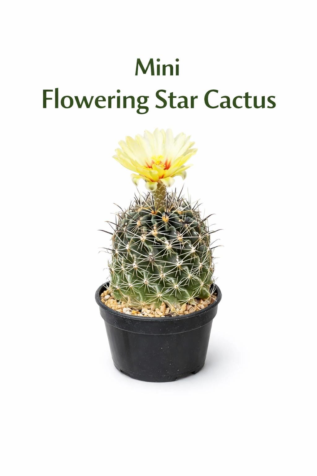Main product photo of Mini Flowering Star Cactus, Indoor Succulent Plant, Easy Care Desert Cactus, Small Potted Houseplant, Unique Desk Decor Gift Plant, showing the primary view of the listing