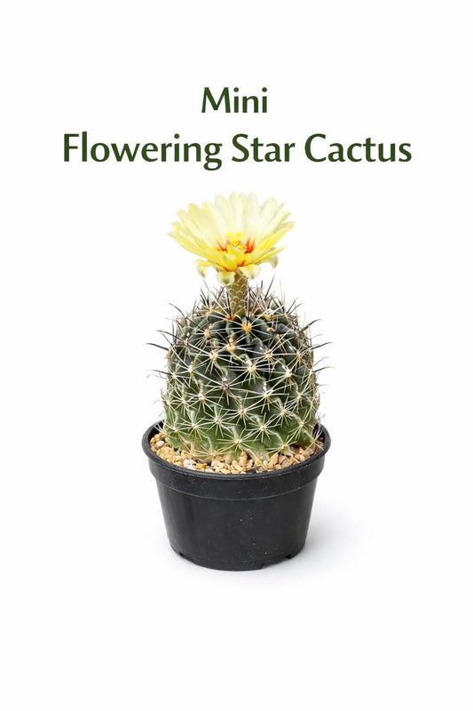 Main product photo of Mini Flowering Star Cactus, Indoor Succulent Plant, Easy Care Desert Cactus, Small Potted Houseplant, Unique Desk Decor Gift Plant, showing the primary view of the listing