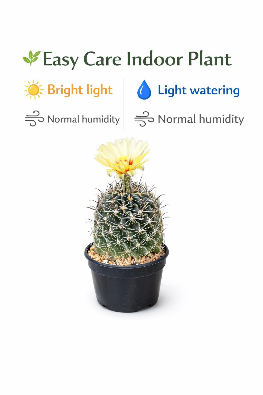 Side view — Mini Flowering Star Cactus | Cacti Nest