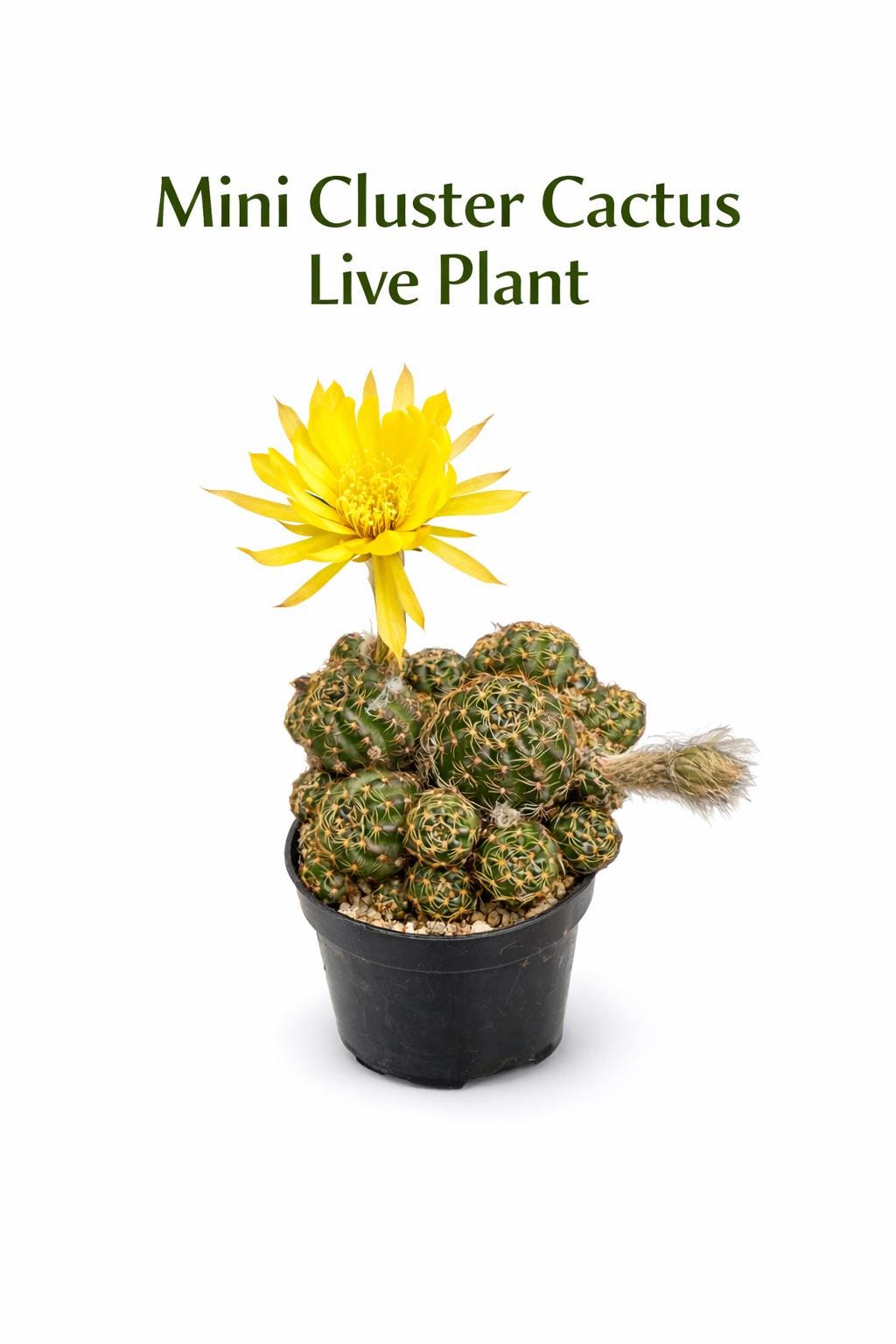 Main product photo of Mini Cluster Cactus Live Plant, Small Indoor Succulent, Easy Care Desk Plant, Desert Houseplant Gift, Cute Potted Cactus Decor, showing the primary view of the listing
