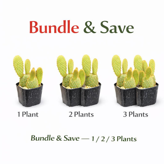 Alternate Angle of Bunny Ear Cactus Indoor Plant, Mini Paddle Succulent, Easy Care Desk Plant, Small Potted Cactus Gift, Desert Decor Houseplant, highlighting its cactus look and listing presentation