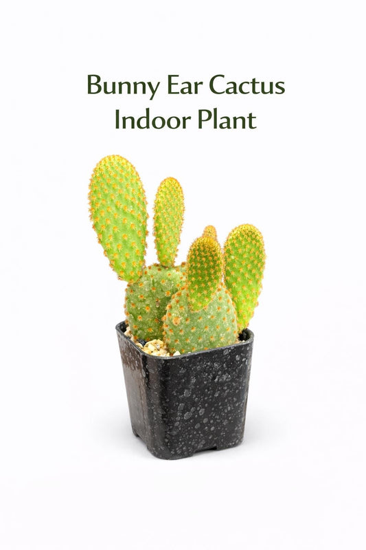 Main product photo of Bunny Ear Cactus Indoor Plant, Mini Paddle Succulent, Easy Care Desk Plant, Small Potted Cactus Gift, Desert Decor Houseplant, showing the primary view of the listing