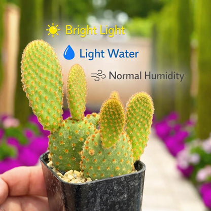 Side view — Bunny Ear Cactus Indoor Plant | Cacti Nest