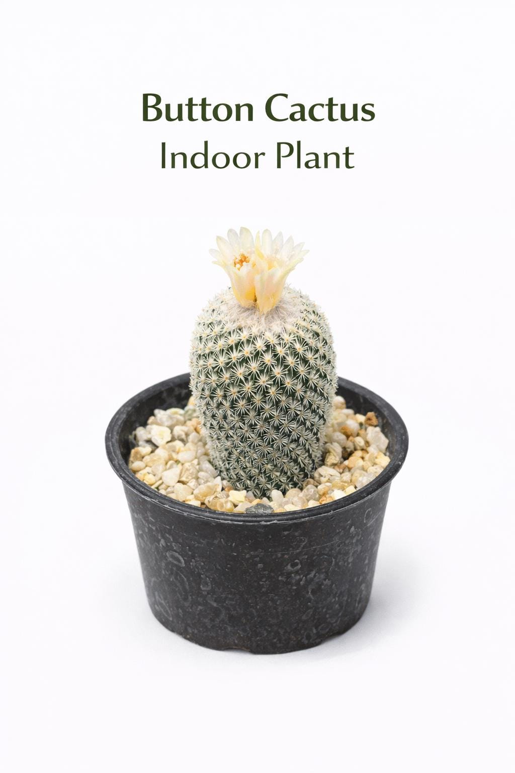 Main product photo of Button Cactus Mini Indoor Plant, Easy Care Desert Succulent, Small Potted Houseplant, Desk Decor Gift, Live Cactus Plant, showing the primary view of the listing
