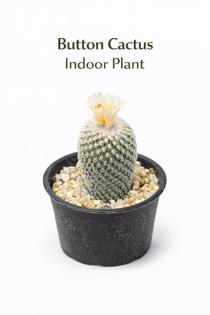 Main product photo of Button Cactus Mini Indoor Plant, Easy Care Desert Succulent, Small Potted Houseplant, Desk Decor Gift, Live Cactus Plant, showing the primary view of the listing