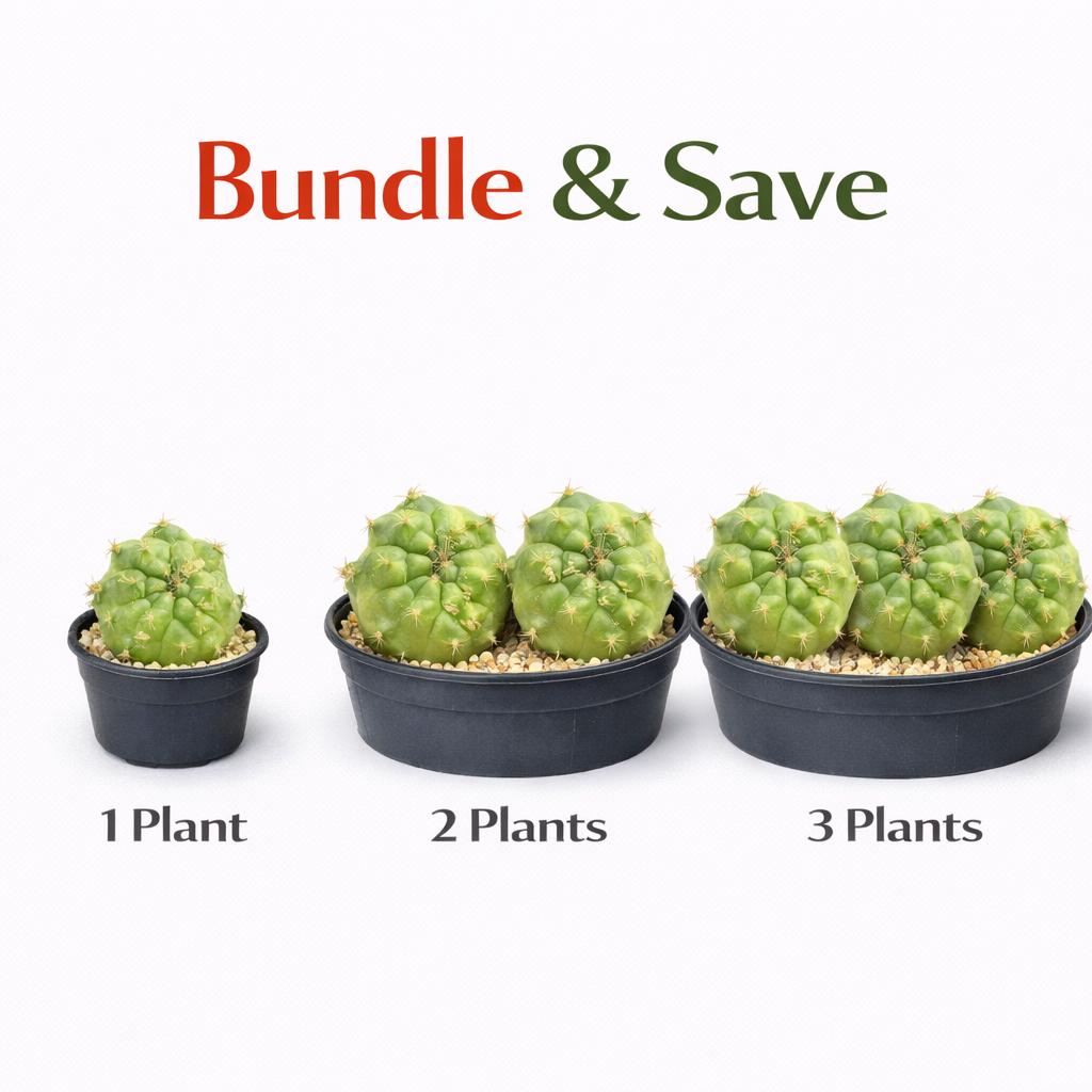 Alternate Angle of Flowering Round Cactus Live Plant, Mini Indoor Succulent, Easy Care Houseplant Gift, Small Potted Desert Plant, Desk Decor, highlighting its cactus look and listing presentation