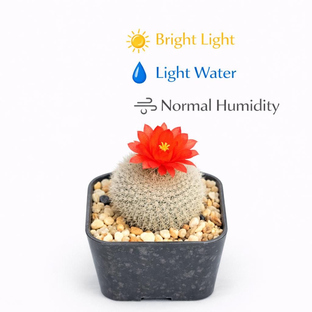 Side view — Silver Box Flowering Cactus | Cacti Nest